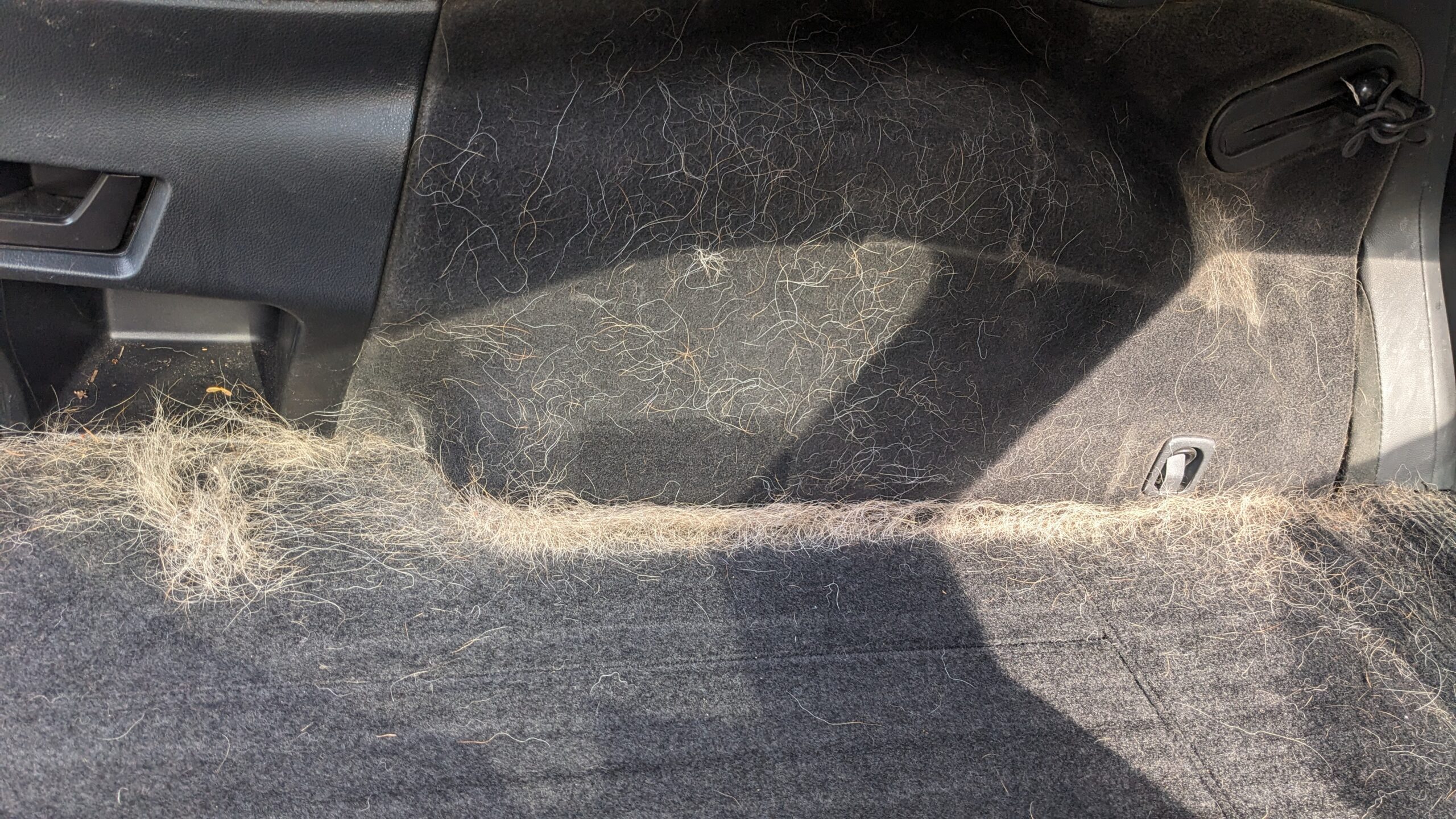 An SUV trunk is covered in pet hair in need of removal and an interior detail